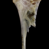 photo of Red seabream hyomandibular medial view