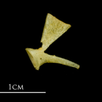 photo of Atlantic mackerel ultimate vertebra lateral view