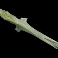 photo of European seabass parasphenoid ventral view