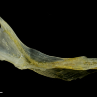 photo of Ruffe cleithrum medial view