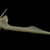 photo of Zander premaxilla lateral view
