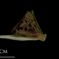 photo of Spanish mackerel quadrate medial view