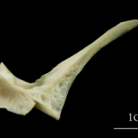 photo of Haddock first vertebra lateral view