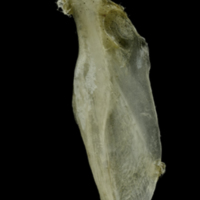 photo of Common pandora supracleithrum lateral view