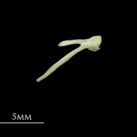 photo of Five-Bearded Rockling posttemporal lateral view