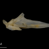 photo of Shore rockling articular medial view