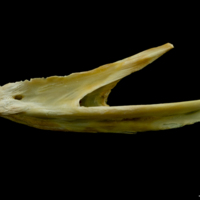 photo of Saithe dentary lateral view