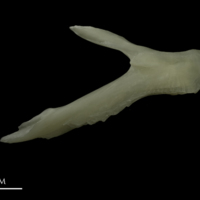 photo of Burbot posttemporal lateral view