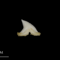 photo of Blue Shark teeth medial view