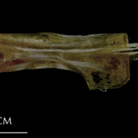 photo of Spanish mackerel ceratohyal lateral view