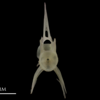 photo of European eel precaudal vertebra anterior view