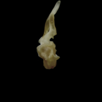 photo of Eelpout first vertebra lateral view
