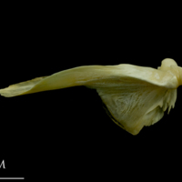 photo of Saithe quadrate lateral view