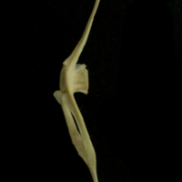 photo of Bib caudal vertebra lateral view