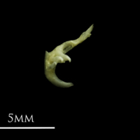 photo of Eurasian minnow pharyngeal dorsal view