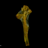 photo of Grey gurnard hyomandibular medial view