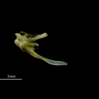 photo of Scad posttemporal medial view