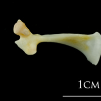 photo of European plaice maxilla lateral view