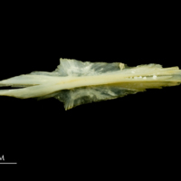 photo of Five-Bearded Rockling parasphenoid ventral view