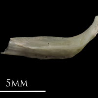photo of European eel epihyal lateral view