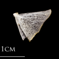 photo of Atlantic herring quadrate lateral view