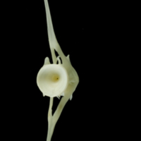 photo of Pollack caudal vertebra posterior view