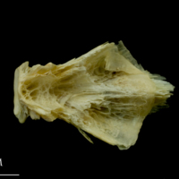 photo of Saithe basioccipital dorsal view