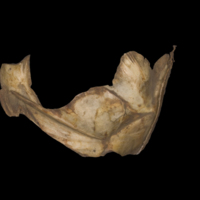 photo of Sturgeon for assessment medial view