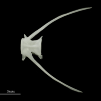 photo of Roach caudal vertebra lateral view