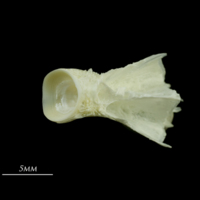 photo of European seabass basioccipital dorsal view