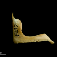 photo of Red seabream premaxilla lateral view