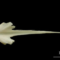 photo of Haddock vomer dorsal view