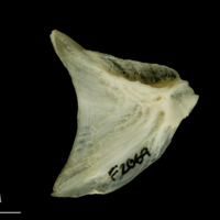 photo of Haddock opercular medial view