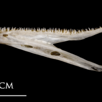 photo of Sea scorpion dentary lateral view