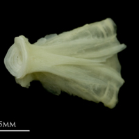 photo of Bullrout basioccipital detail view