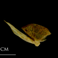 photo of Thinlip grey mullet  quadrate medial view