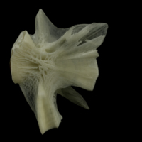 photo of Burbot hyomandibular medial view