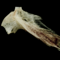 photo of Atlantic halibut hyomandibular lateral view