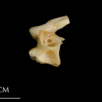 photo of Shore rockling precaudal vertebra lateral view