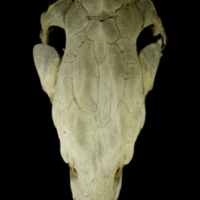 photo of Sturgeon skull dorsal view