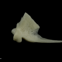 photo of Burbot quadrate lateral view