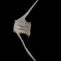 photo of Parrot fish caudal vertebra lateral view