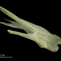 photo of Atlantic mackerel posttemporal medial view