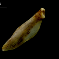 photo of Ballan wrasse supracleithrum lateral view