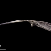 photo of Atlantic herring parasphenoid lateral view