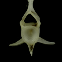photo of Mediterranean moray caudal vertebra anterior view