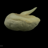 photo of Thornback ray buckler spine lateral view