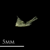 photo of Three-spined stickleback quadrate lateral view