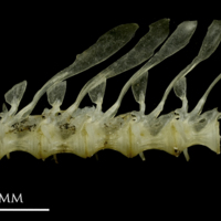 photo of Sandsmelt precaudal vertebra lateral view