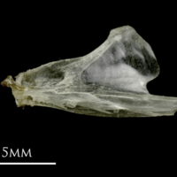 photo of Sandsmelt dentary lateral view